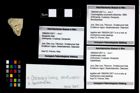 Foto (Objekt + Etikett) von Galatheoidea indet.  (NHMW-GEO-1990-0041-2671b)